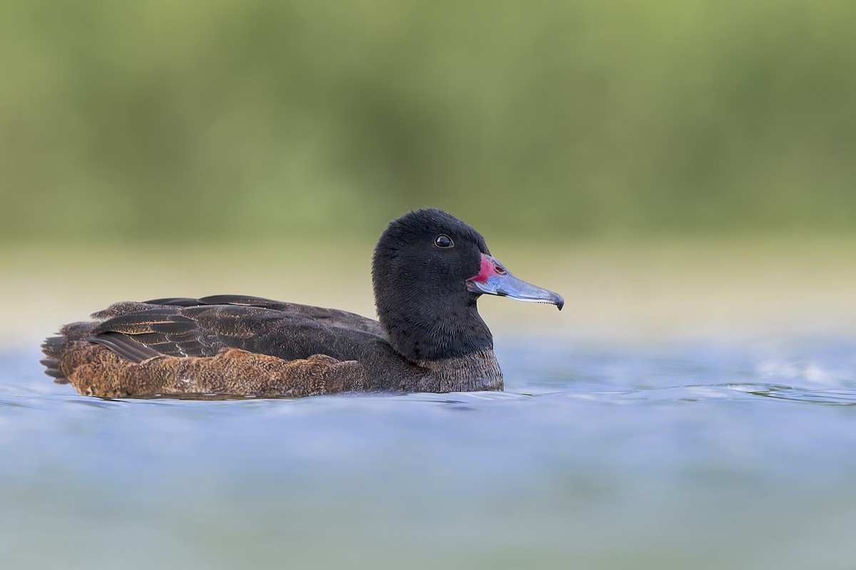 Black-headed Duck - ML623808427