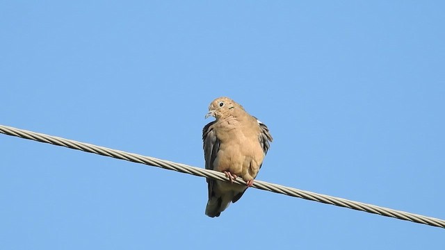 Mourning Dove - ML623808434