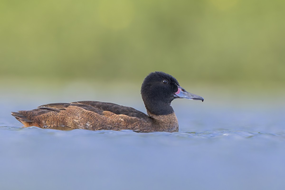 Black-headed Duck - ML623808436