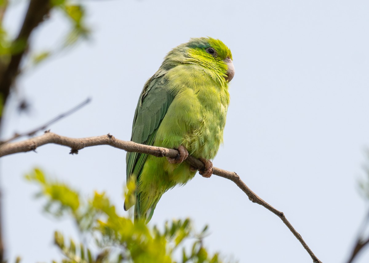 Pacific Parrotlet - ML623808447