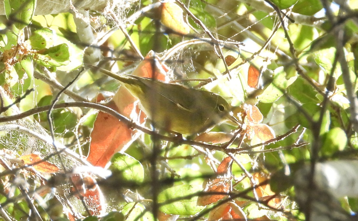 Orangefleck-Waldsänger - ML623808448