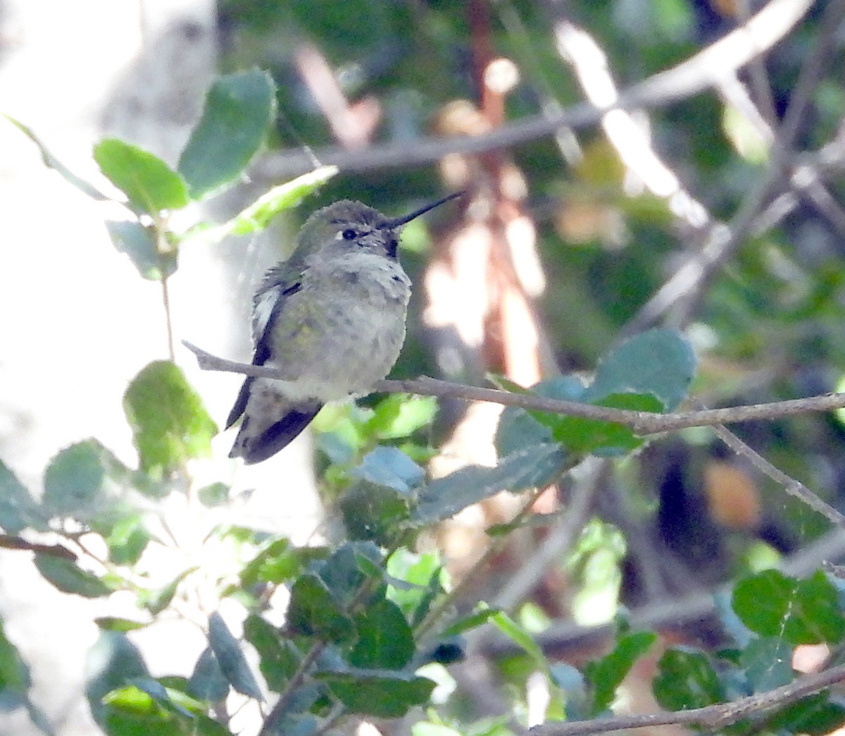 Anna's Hummingbird - Norman Pillsbury