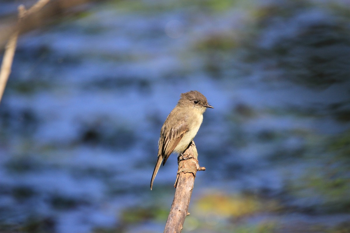 Eastern Phoebe - ML623808453