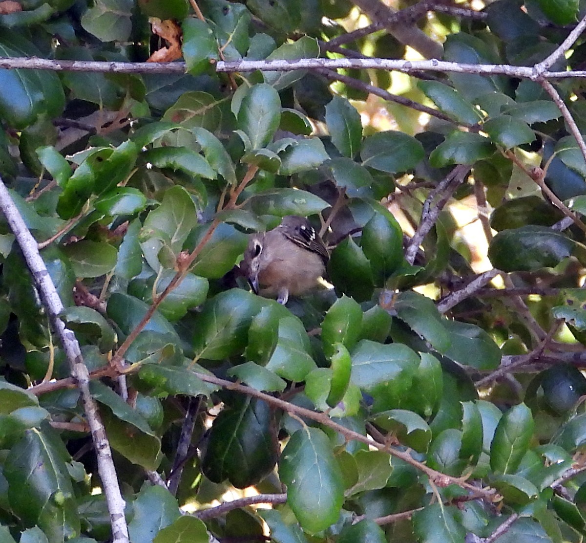 Hutton's Vireo - Norman Pillsbury