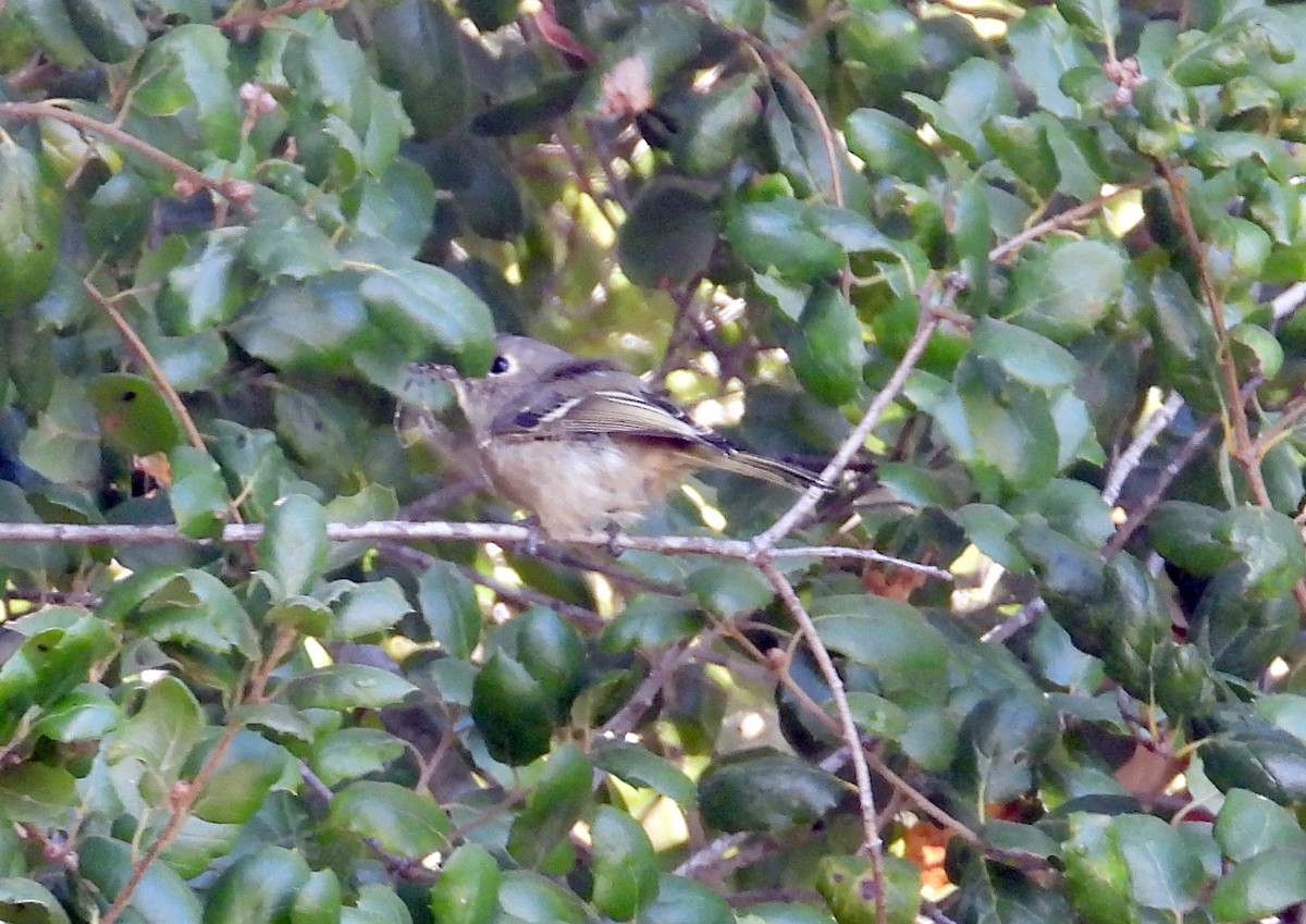 Huttonvireo - ML623808455