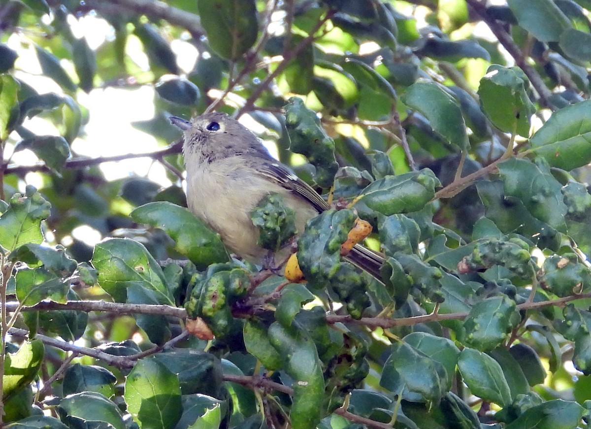 Hutton's Vireo - Norman Pillsbury