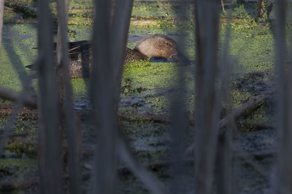 Cinnamon Teal - Lev Frid