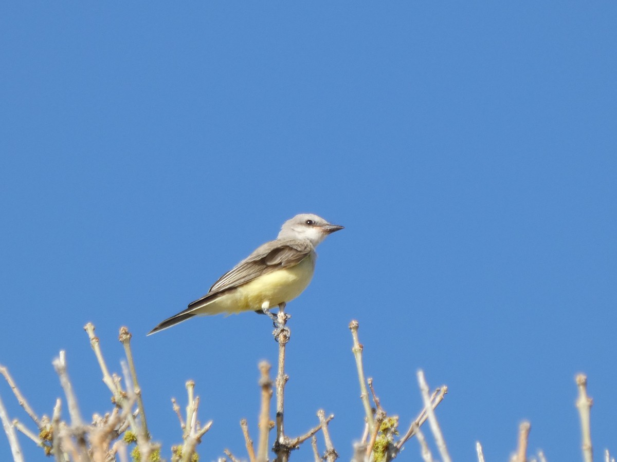 Western Kingbird - ML623808508
