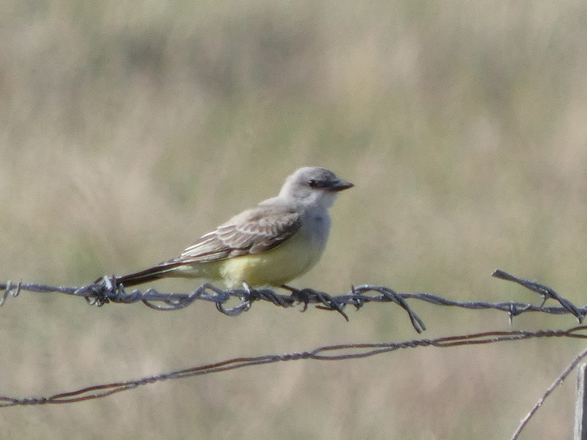 Western Kingbird - ML623808509
