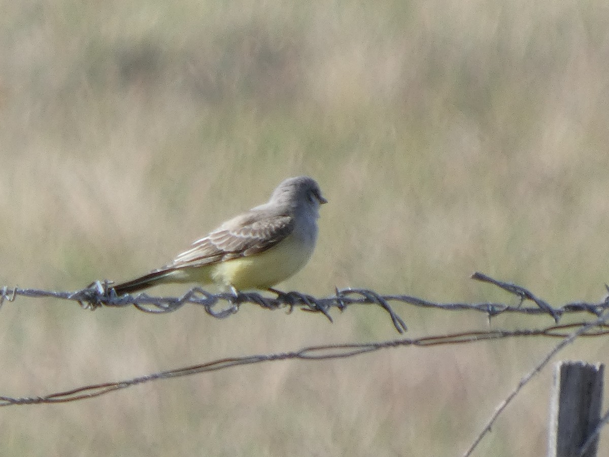 Western Kingbird - ML623808510