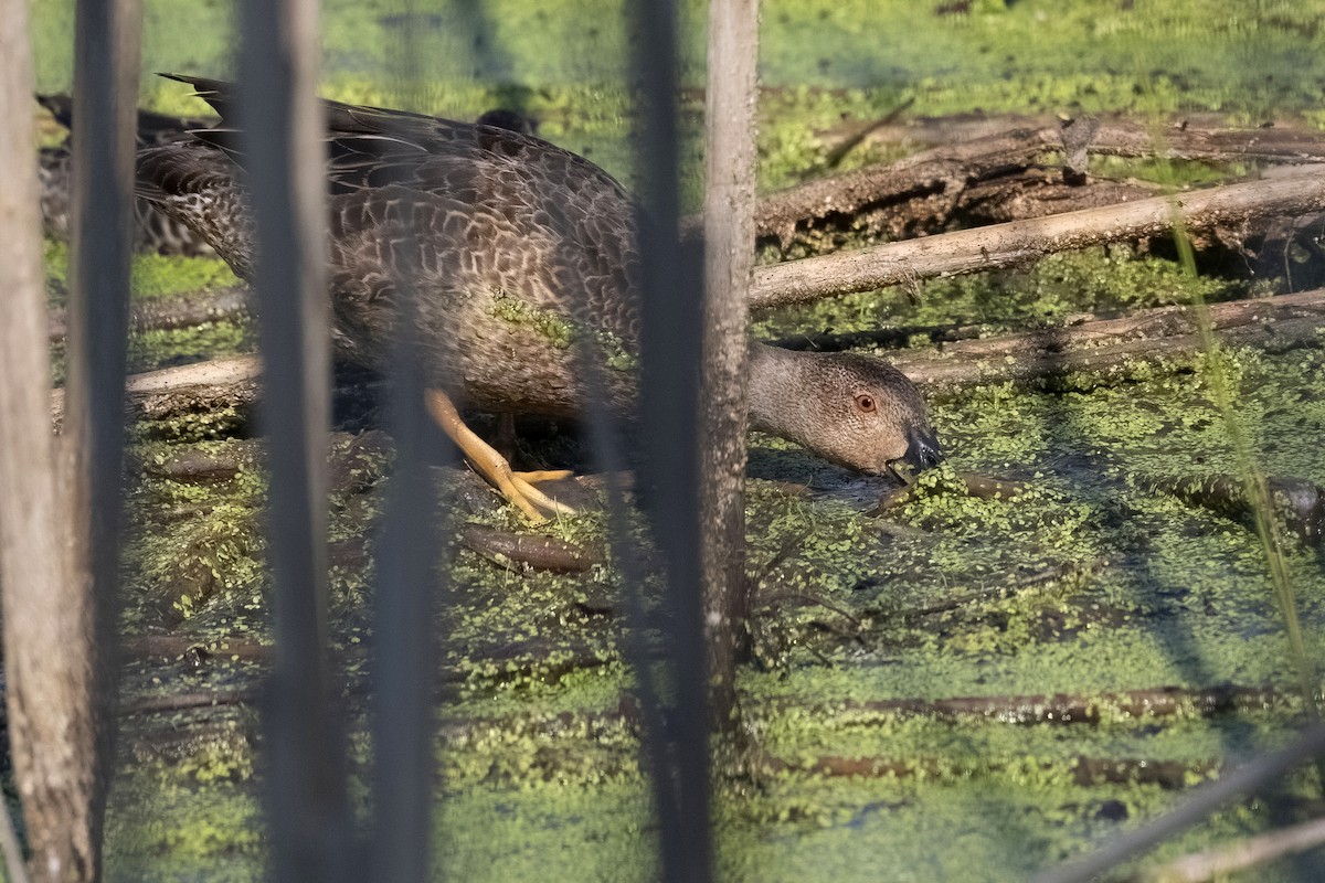 Cinnamon Teal - Lev Frid