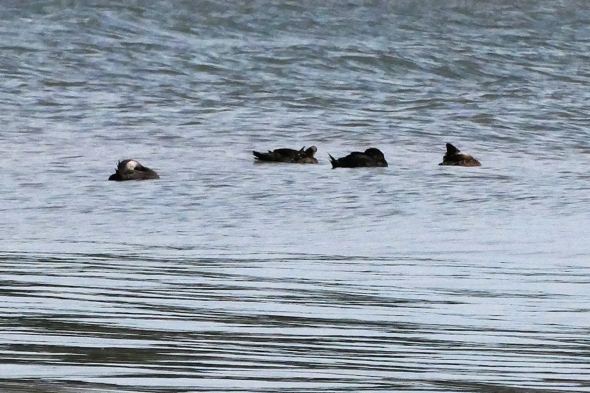 Black Scoter - ML623808563