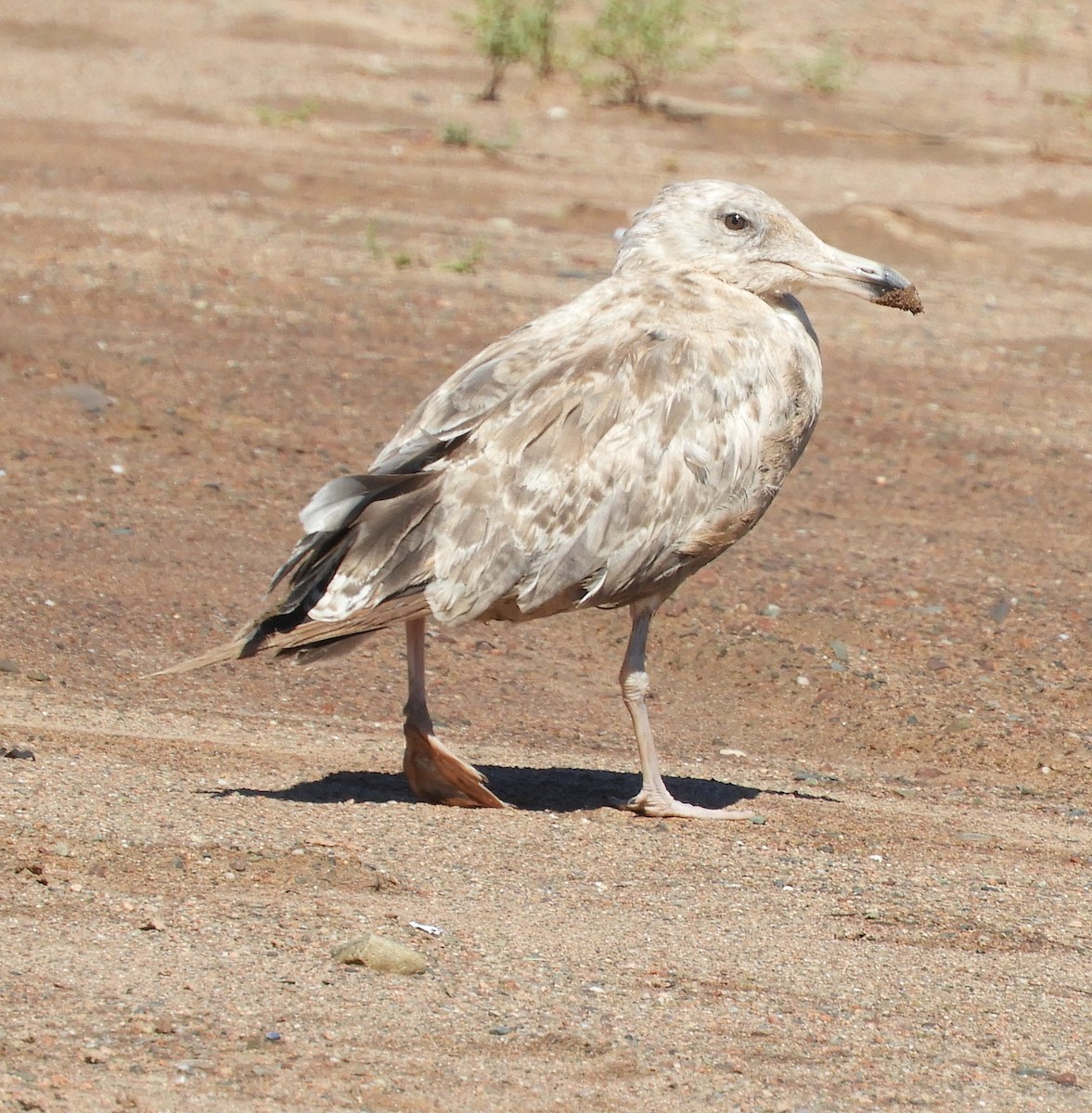 Herring Gull (American) - ML623808579