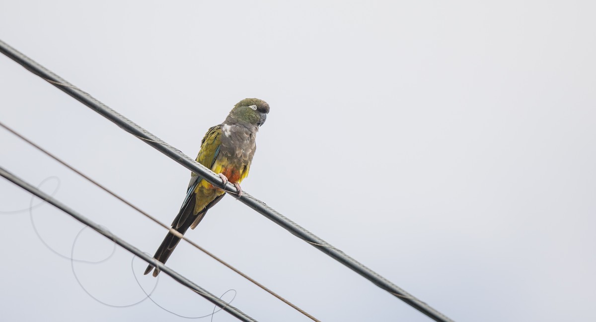 Burrowing Parakeet - Michael Sadat