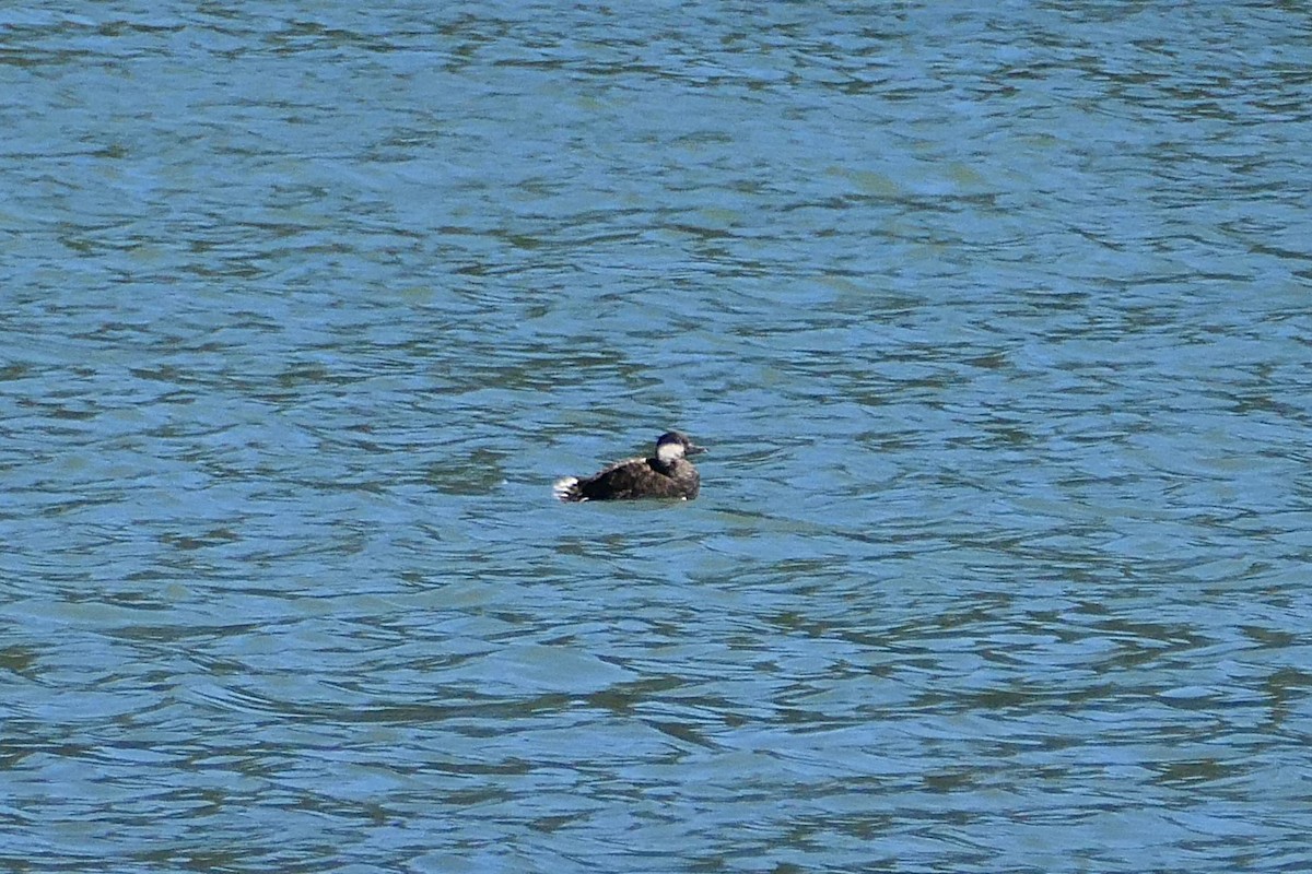 Black Scoter - ML623808660