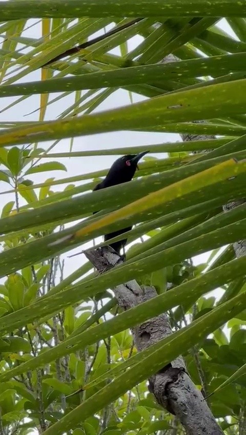 North Island Saddleback - ML623808678