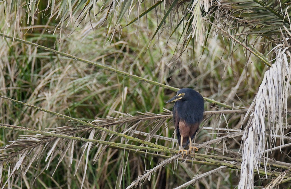 Rufous-bellied Heron - ML623808690