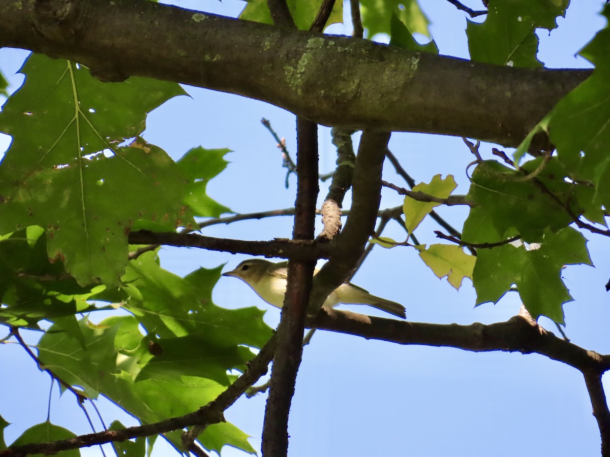 Warbling Vireo - ML623808692