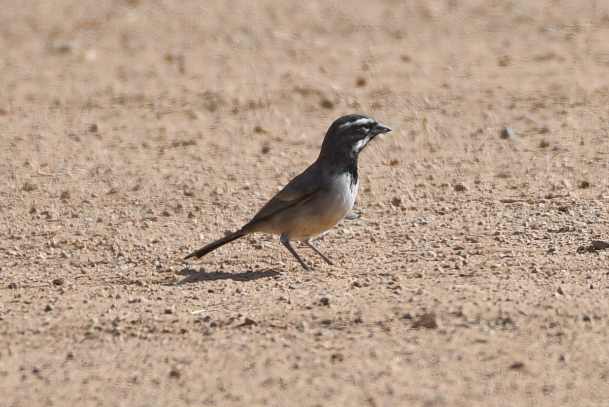 Black-throated Sparrow - ML623808701