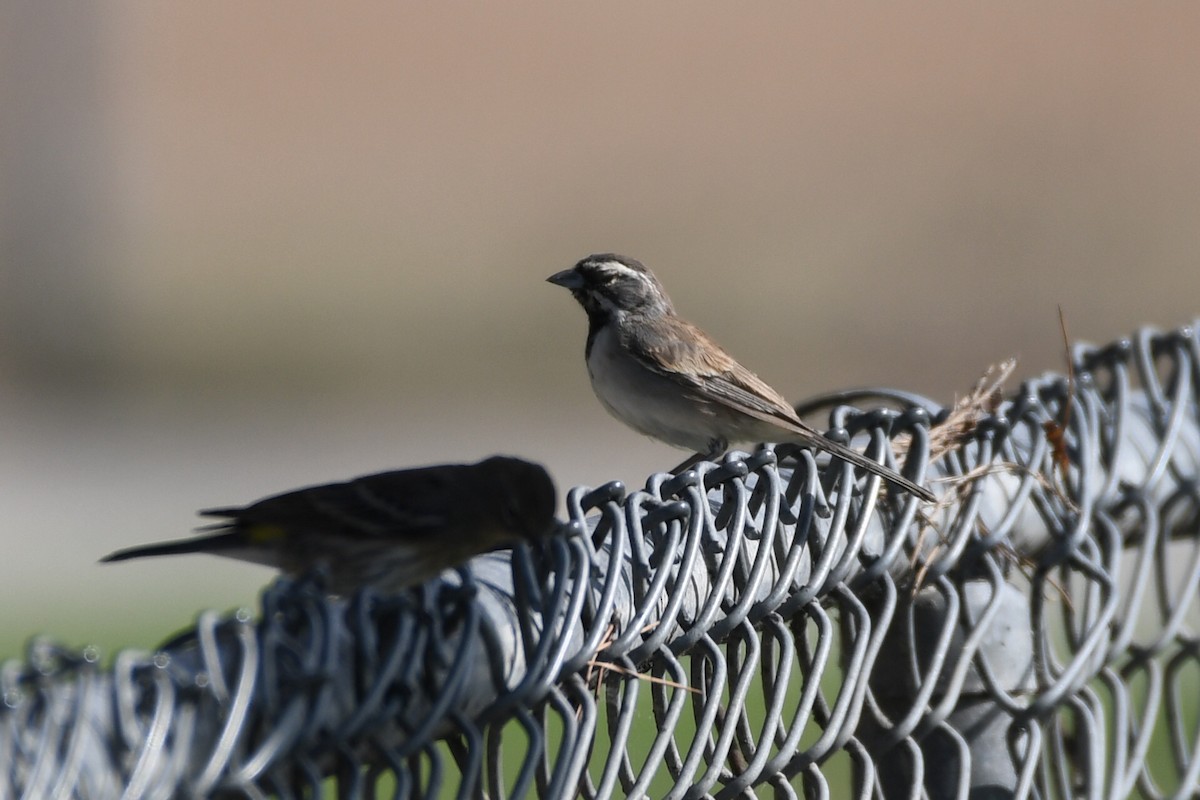 Black-throated Sparrow - ML623808703