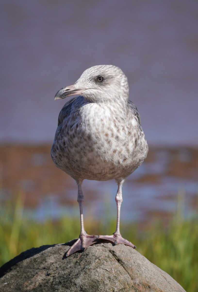 Herring Gull (American) - ML623808719