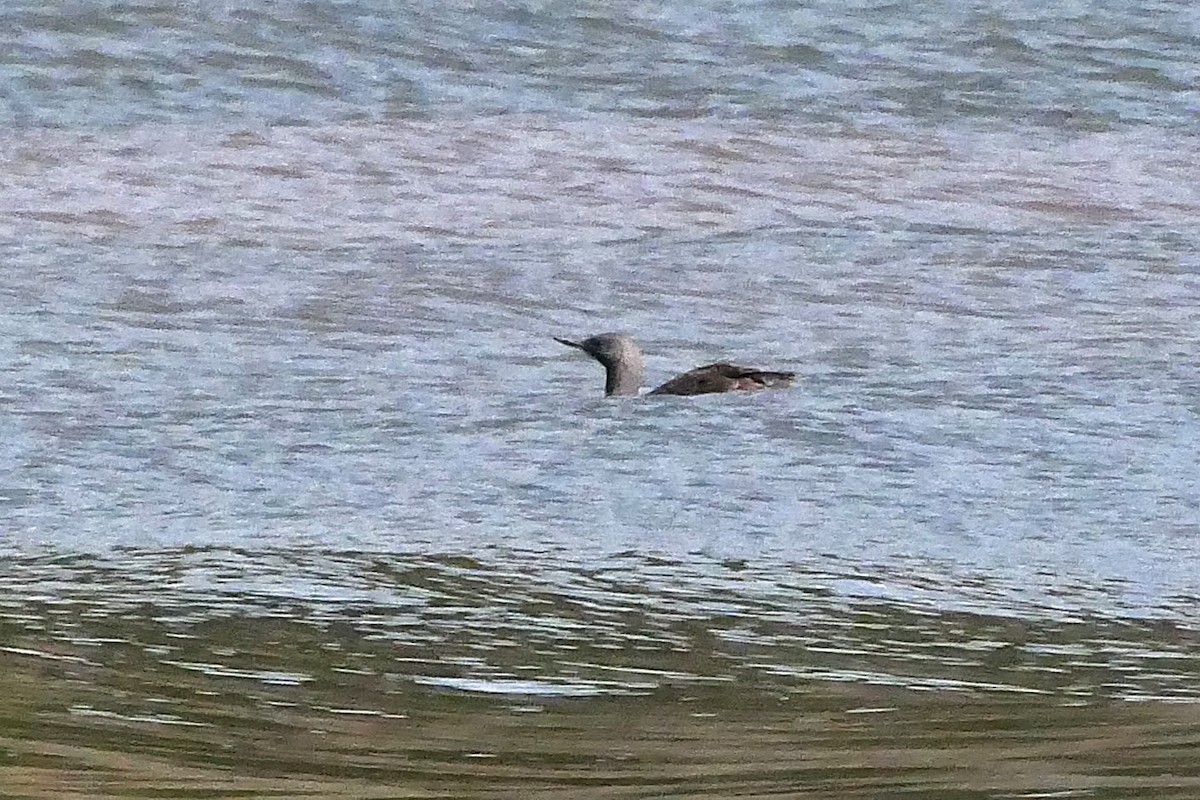 Red-throated Loon - ML623808738