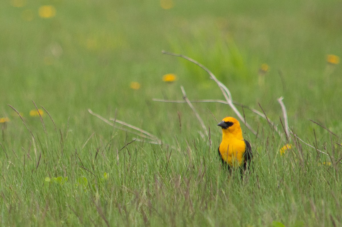 Yellow-headed Blackbird - ML623808745