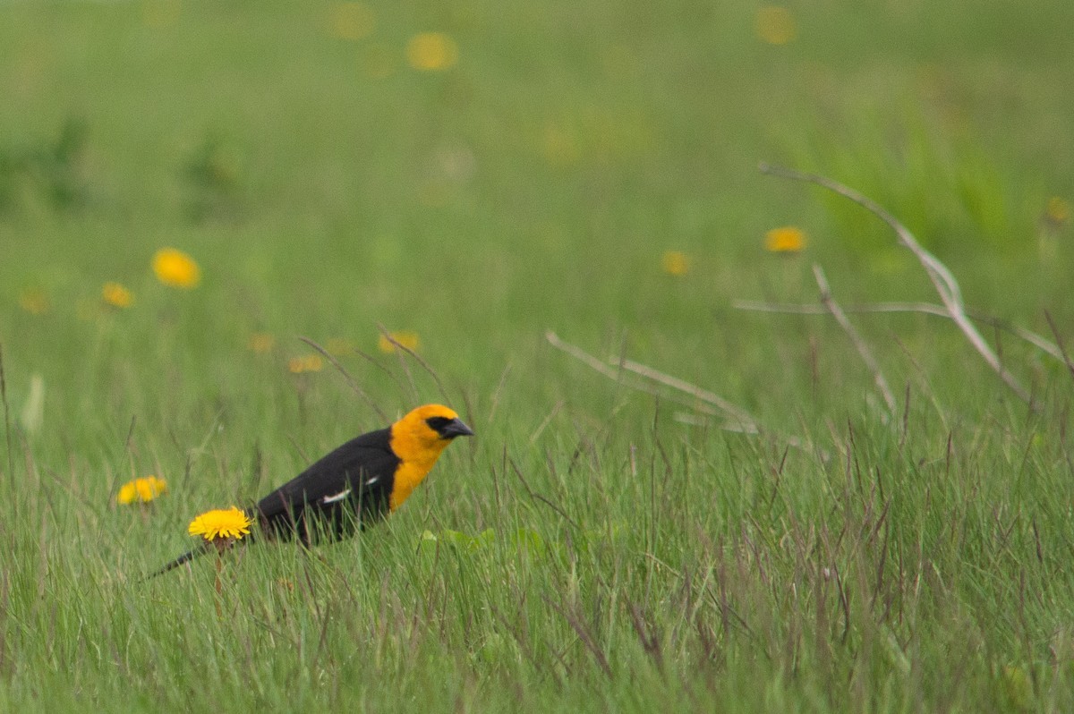 Yellow-headed Blackbird - ML623808746