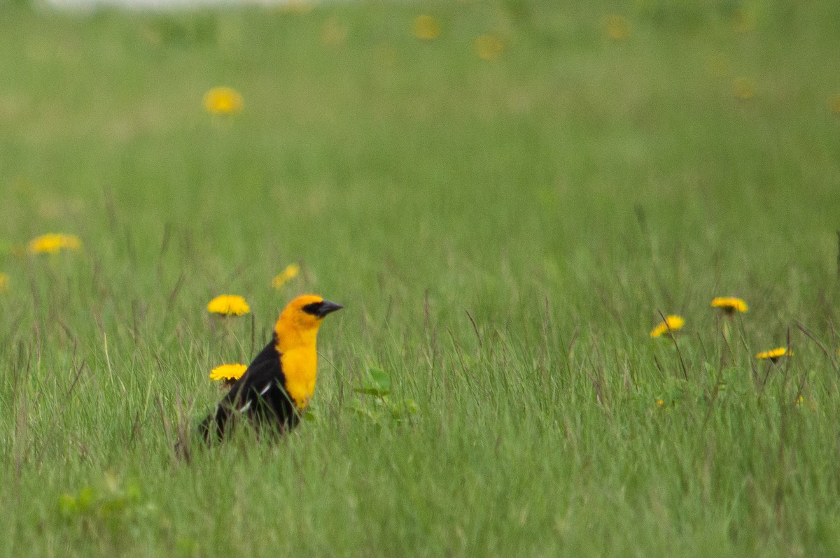 Yellow-headed Blackbird - ML623808747