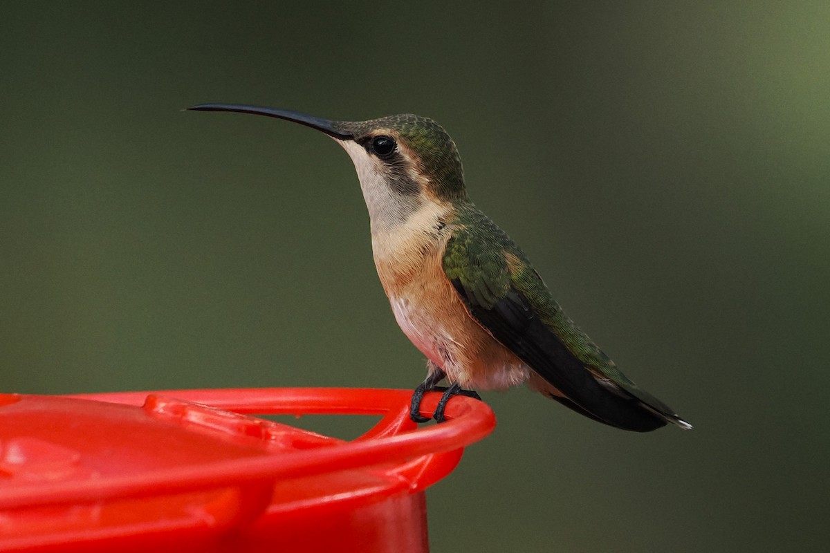 Lucifer Hummingbird - Tony Battiste