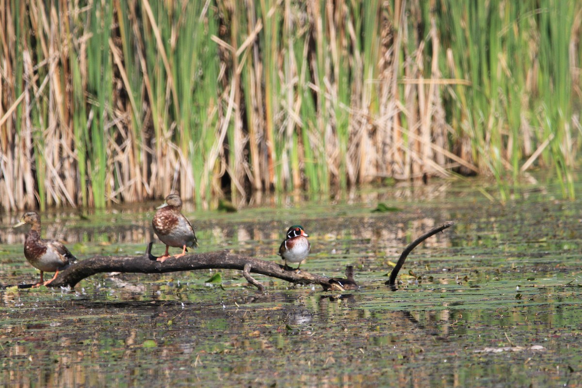 Wood Duck - ML623808760