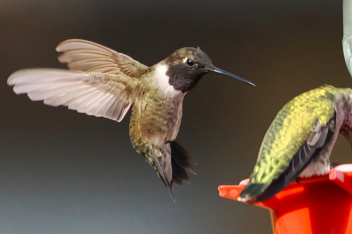 Black-chinned Hummingbird - ML623808773