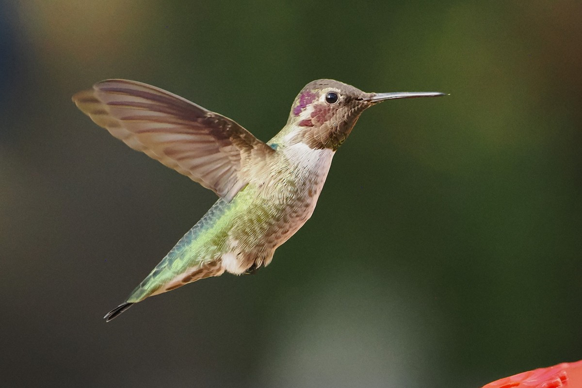 Anna's Hummingbird - ML623808782