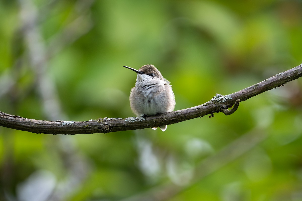 Ruby-throated Hummingbird - ML623808789