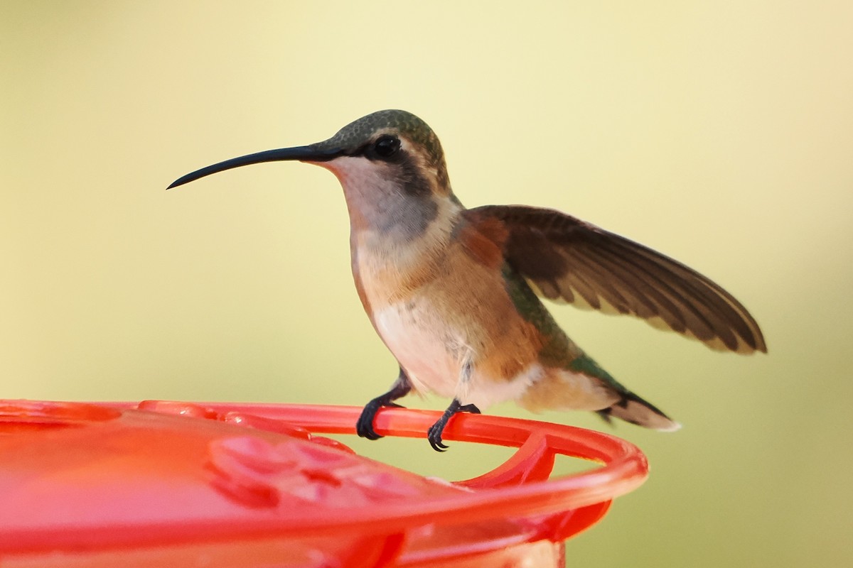 Lucifer Hummingbird - ML623808794