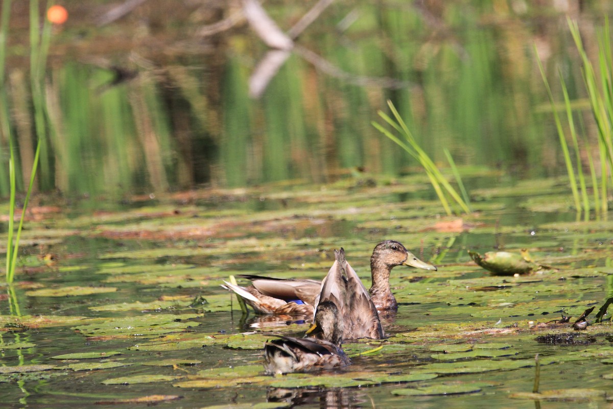 Mallard - Kari Dietlin