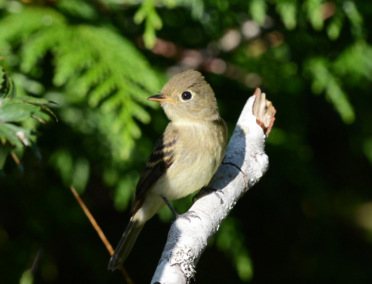 Western Flycatcher (Pacific-slope) - ML623808802