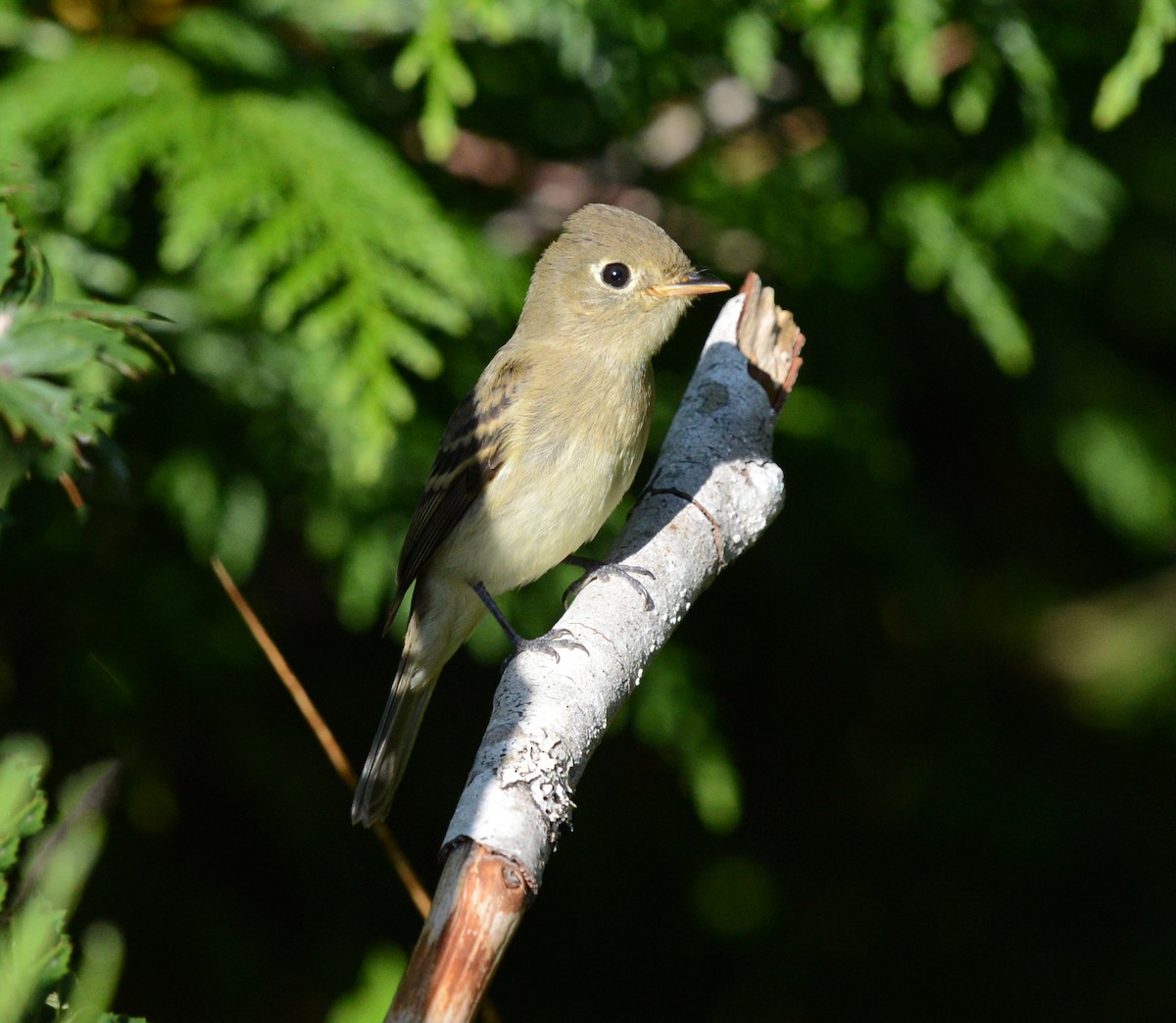 Western Flycatcher (Pacific-slope) - ML623808808