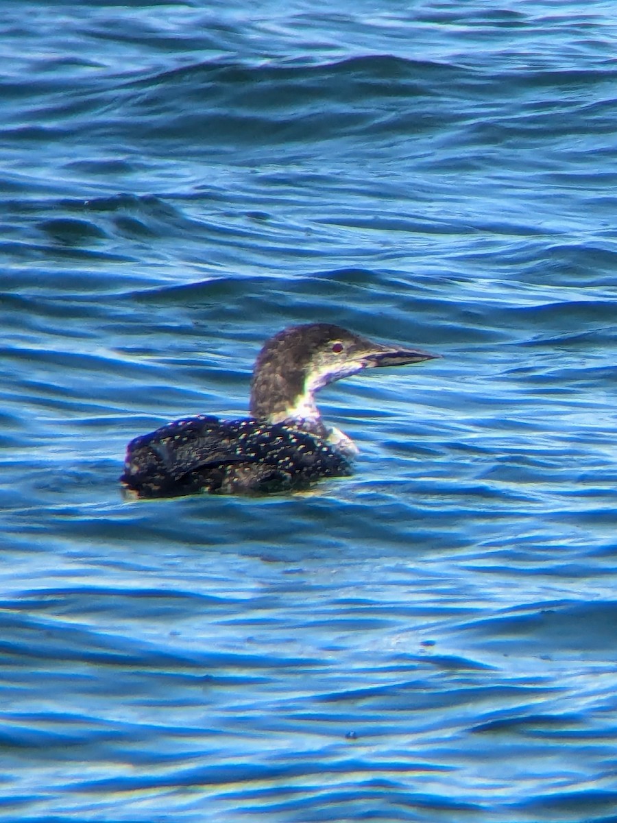 Common Loon - ML623808814