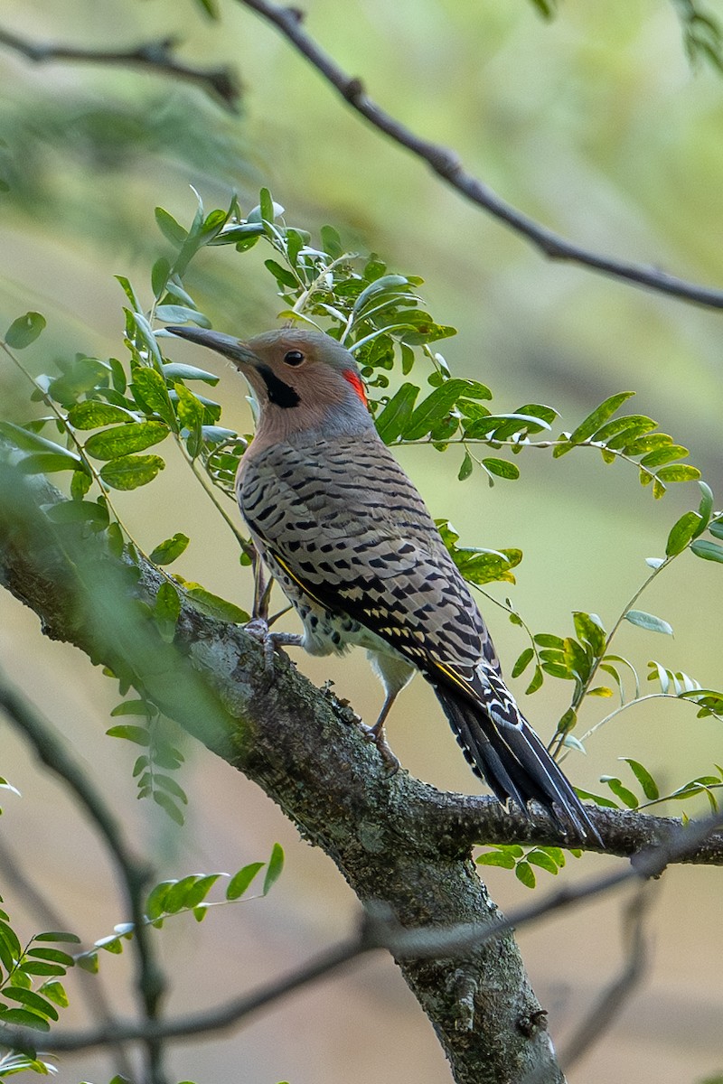 Northern Flicker - ML623808824