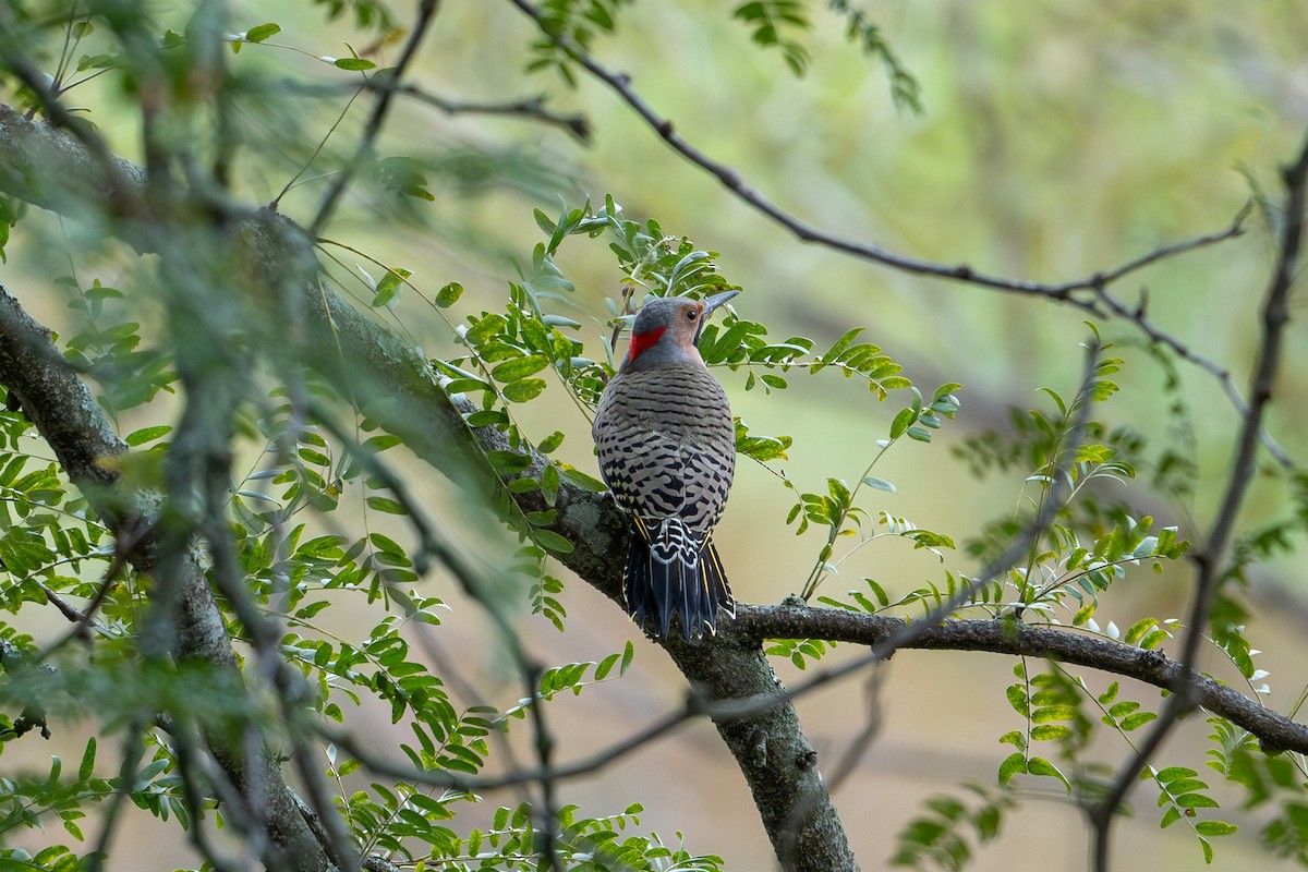 Northern Flicker - ML623808825