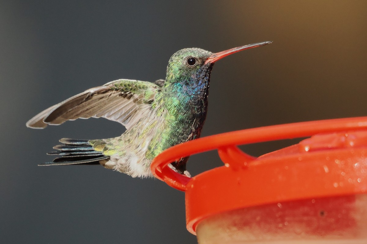 Colibrí Piquiancho Común - ML623808834