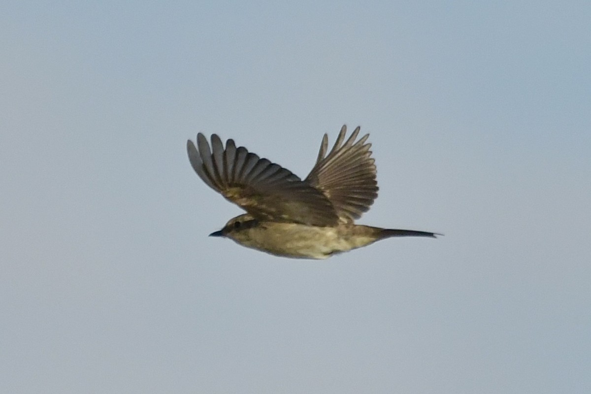 Bell's Vireo - ML623808843