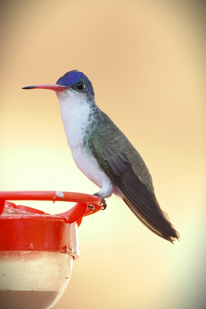 Violet-crowned Hummingbird - ML623808846