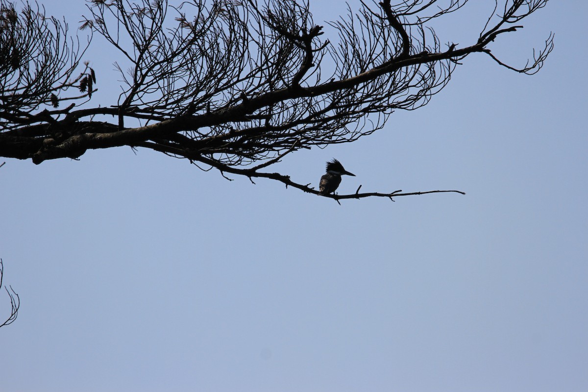 Belted Kingfisher - ML623808848