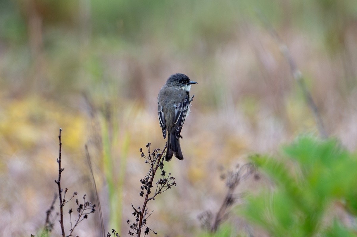 Eastern Phoebe - ML623808852