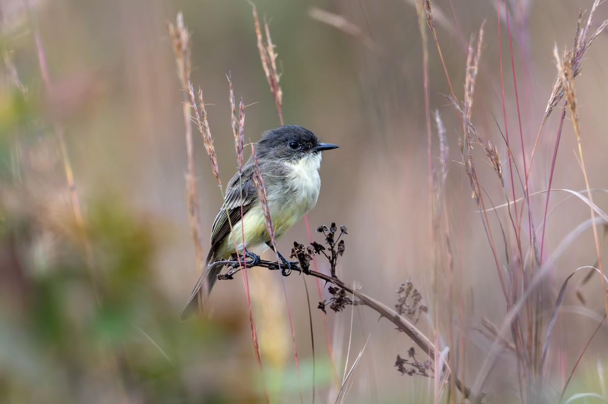 Eastern Phoebe - ML623808853