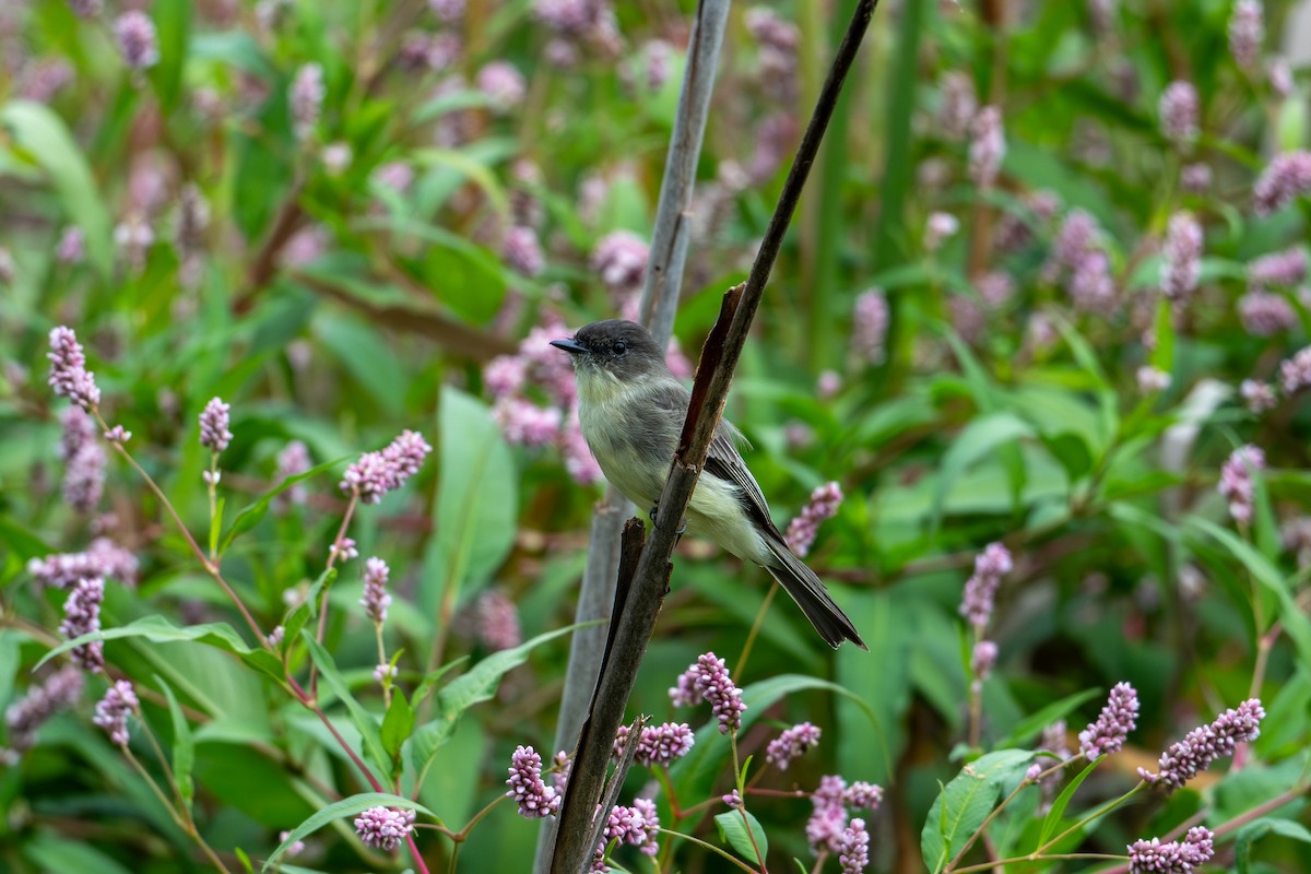 Eastern Phoebe - ML623808854