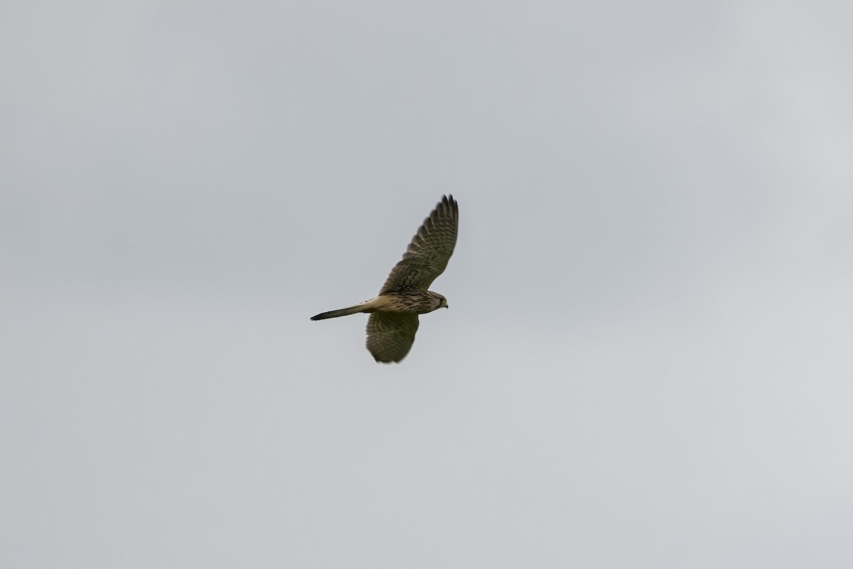 Eurasian Kestrel - ML623808855