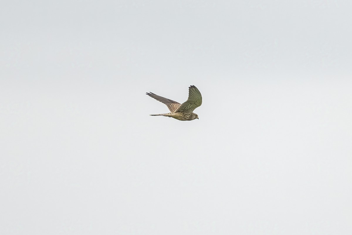 Eurasian Kestrel - ML623808856